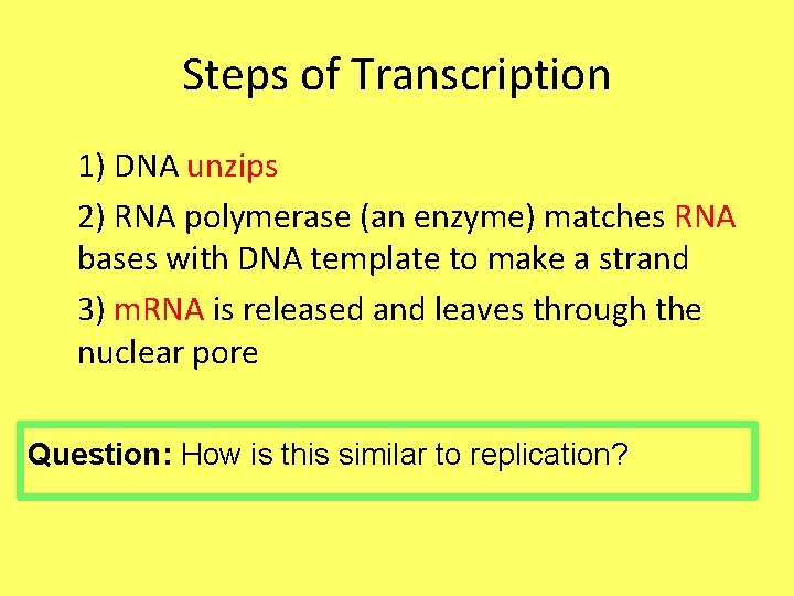 Steps of Transcription 1) DNA unzips 2) RNA polymerase (an enzyme) matches RNA bases