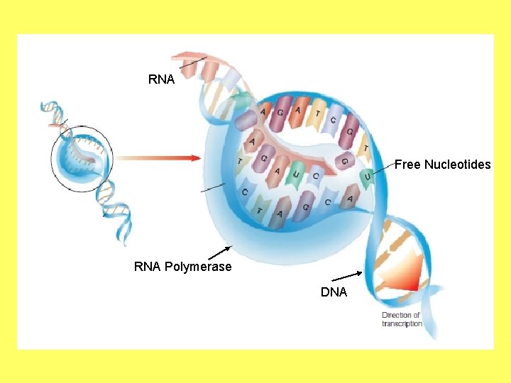 RNA Free Nucleotides RNA Polymerase DNA 