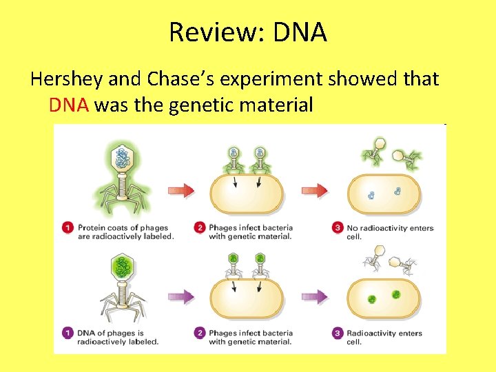 Review: DNA Hershey and Chase’s experiment showed that DNA was the genetic material 