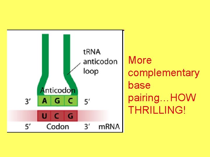 More complementary base pairing…HOW THRILLING! 