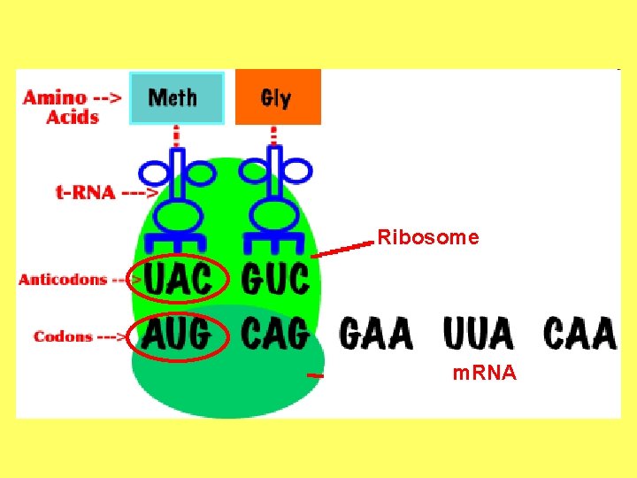 Ribosome m. RNA 