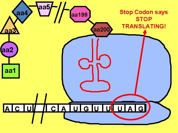 aa 4 aa 3 aa 5 aa 199 aa 200 Stop Codon says STOP