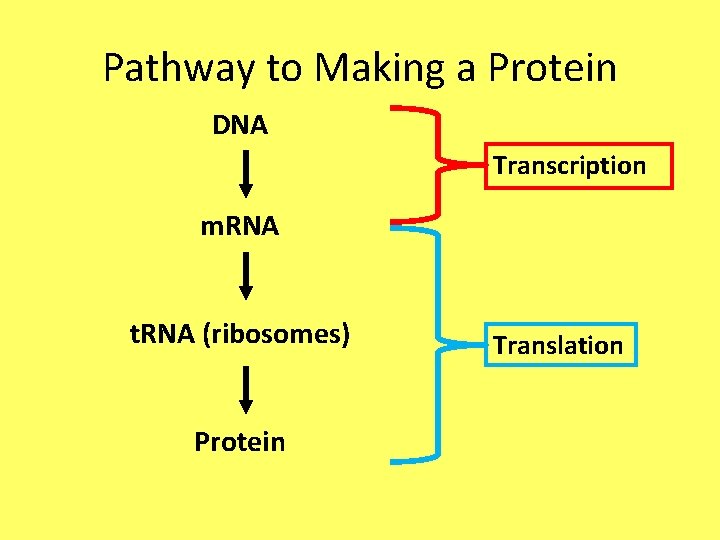 Pathway to Making a Protein DNA Transcription m. RNA t. RNA (ribosomes) Protein Translation