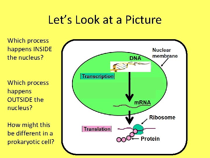 Let’s Look at a Picture Which process happens INSIDE the nucleus? Which process happens