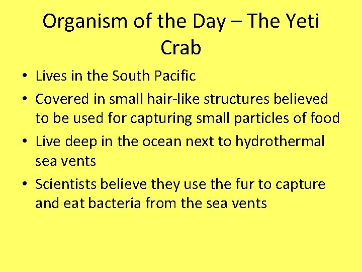 Organism of the Day – The Yeti Crab • Lives in the South Pacific