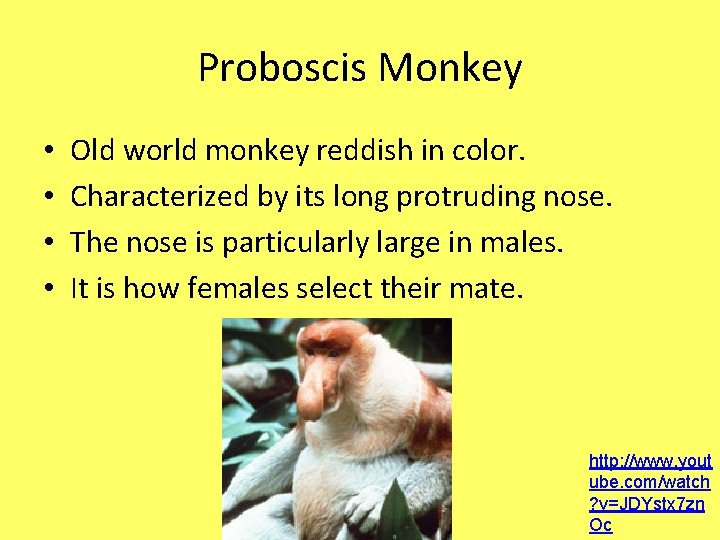 Proboscis Monkey • • Old world monkey reddish in color. Characterized by its long