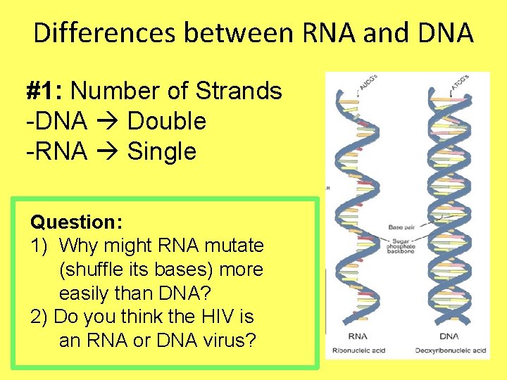 Differences between RNA and DNA #1: Number of Strands -DNA Double -RNA Single Question: