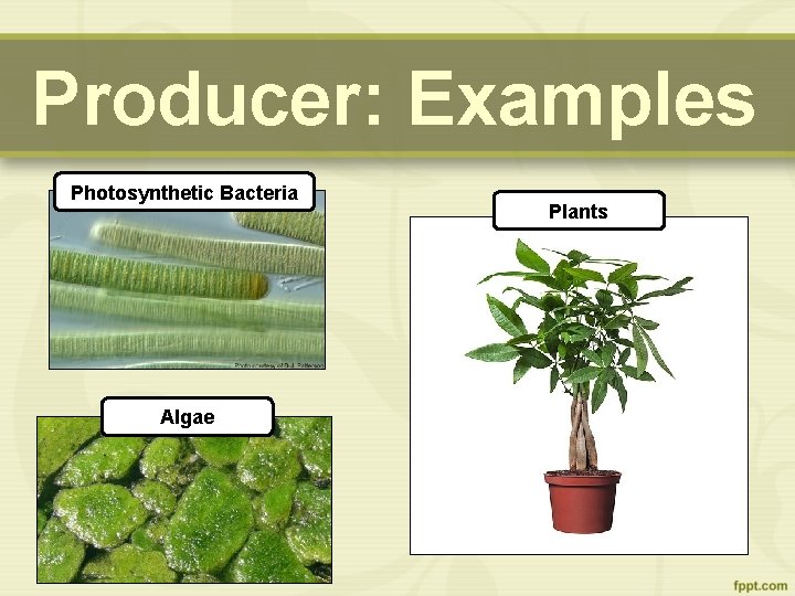 Producer: Examples Photosynthetic Bacteria Algae Plants 