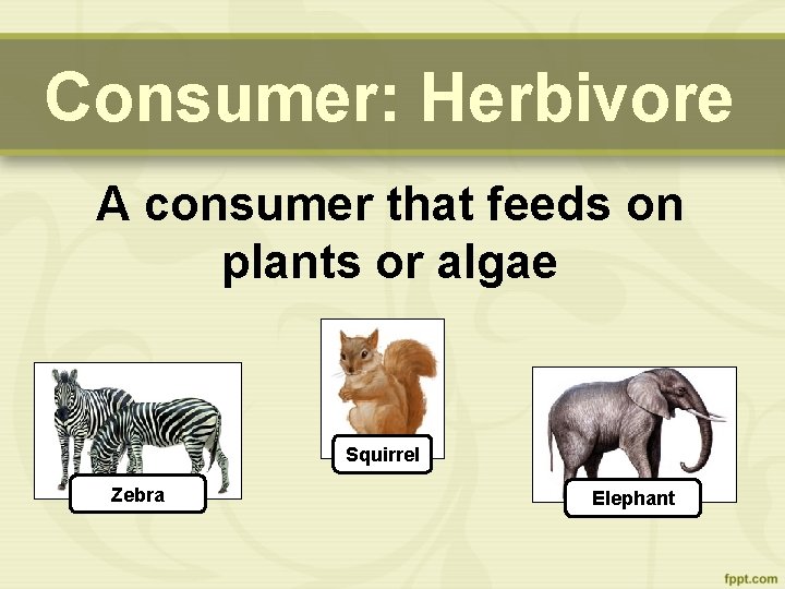 Consumer: Herbivore A consumer that feeds on plants or algae Squirrel Zebra Elephant 