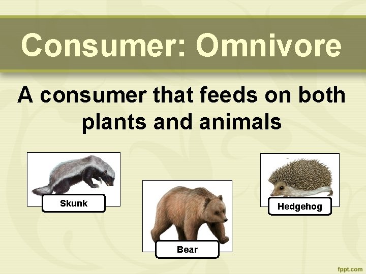 Consumer: Omnivore A consumer that feeds on both plants and animals Skunk Hedgehog Bear