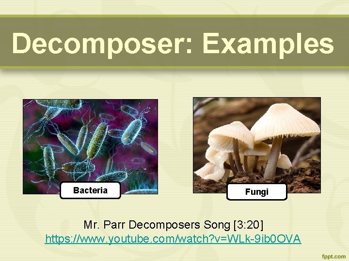 Decomposer: Examples Bacteria Fungi Mr. Parr Decomposers Song [3: 20] https: //www. youtube. com/watch?