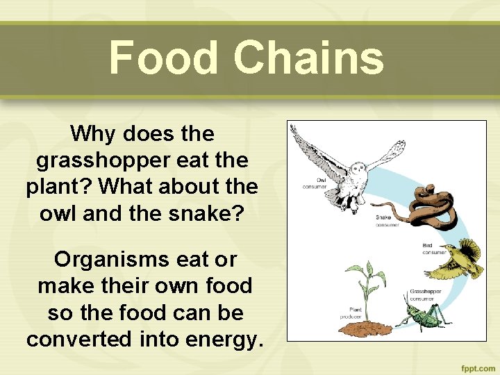 Food Chains Why does the grasshopper eat the plant? What about the owl and