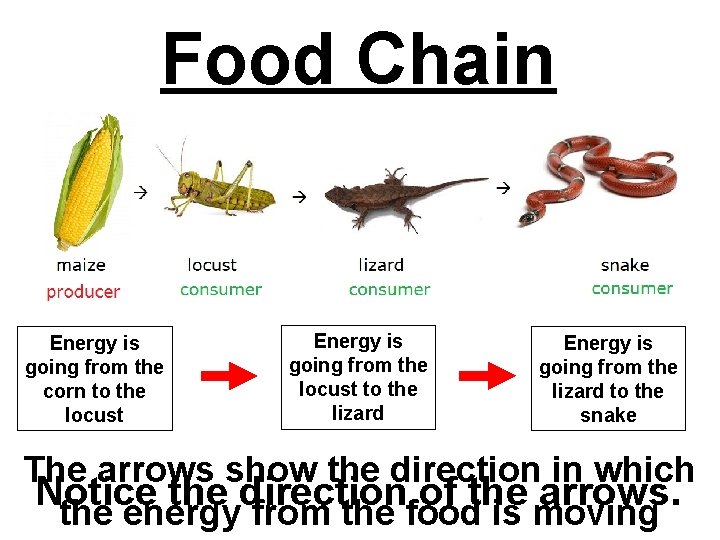 Food Chain Energy is going from the corn to the locust Energy is going