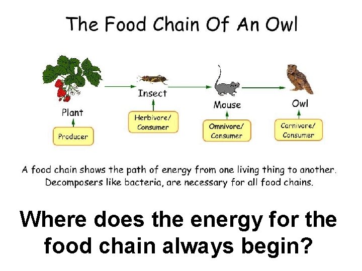 Where does the energy for the food chain always begin? 