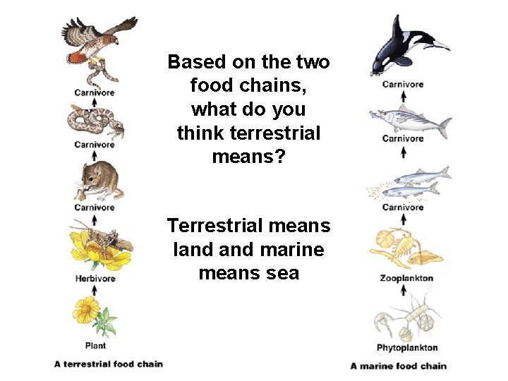 Based on the two food chains, what do you think terrestrial means? Terrestrial means