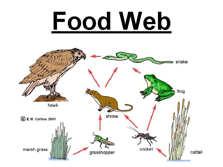 Food Web 