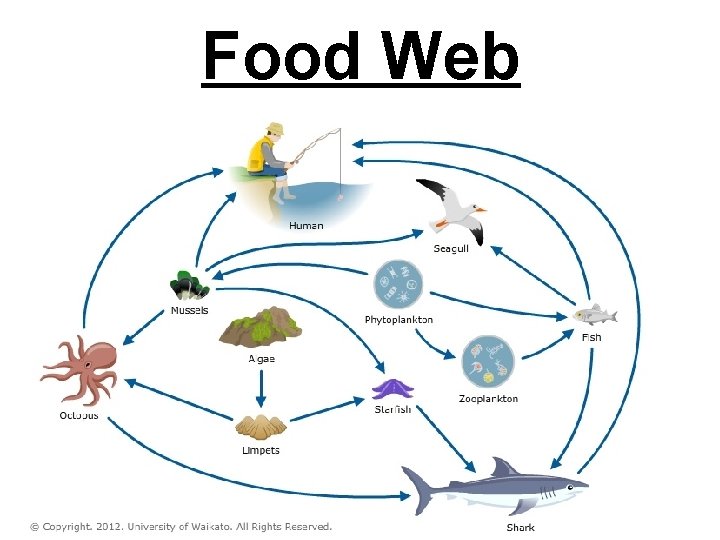 Food Web 