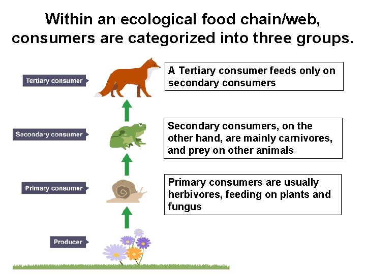 Within an ecological food chain/web, consumers are categorized into three groups. A Tertiary consumer