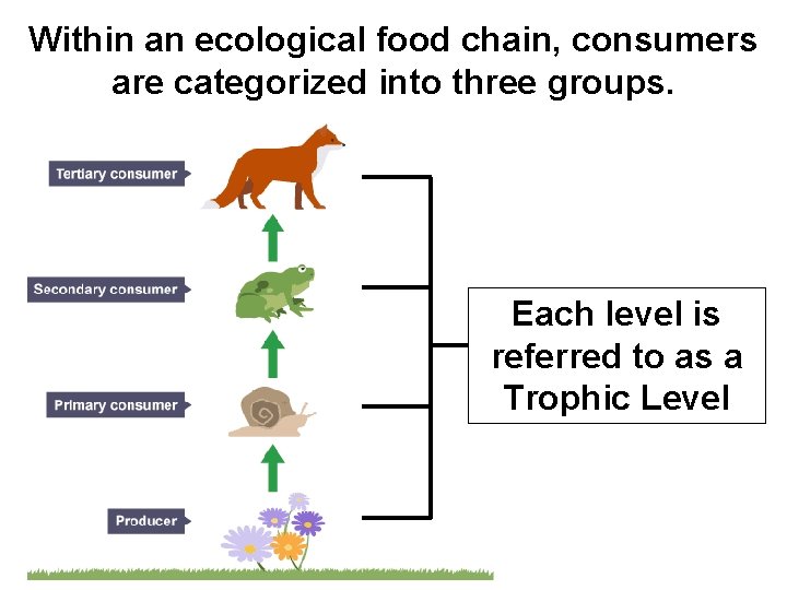 Within an ecological food chain, consumers are categorized into three groups. Each level is