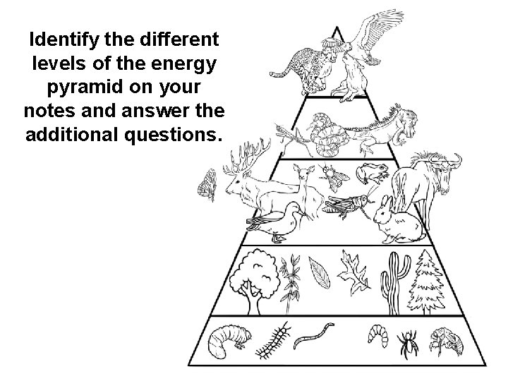 Identify the different levels of the energy pyramid on your notes and answer the