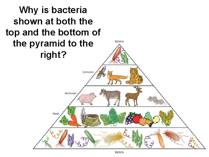 Why is bacteria shown at both the top and the bottom of the pyramid