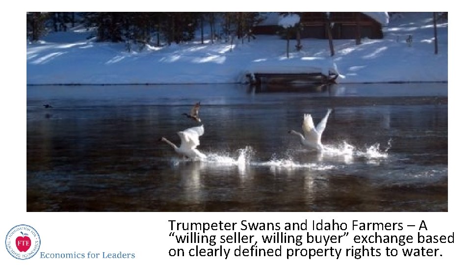 Trumpeter Swans and Idaho Farmers – A “willing seller, willing buyer” exchange based on