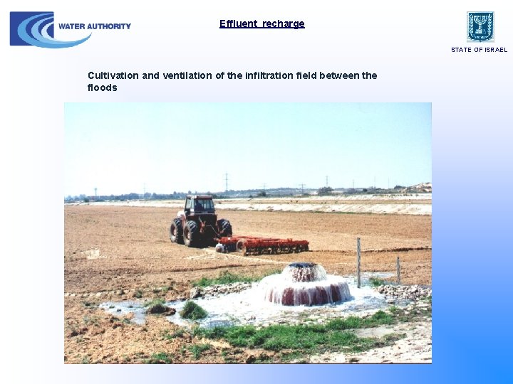 Effluent recharge STATE OF ISRAEL Cultivation and ventilation of the infiltration field between the