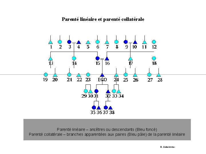 Parenté linéaire et parenté collatérale Parenté linéaire – ancêtres ou descendants (Bleu foncé) Parenté