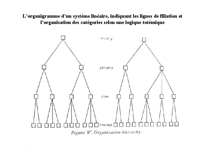 L’organigramme d’un système linéaire, indiquant les lignes de filiation et l’organisation des catégories selon