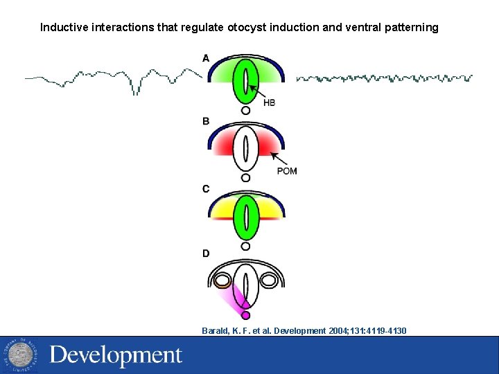 Inductive interactions that regulate otocyst induction and ventral patterning Barald, K. F. et al.