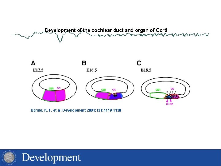 Development of the cochlear duct and organ of Corti Barald, K. F. et al.