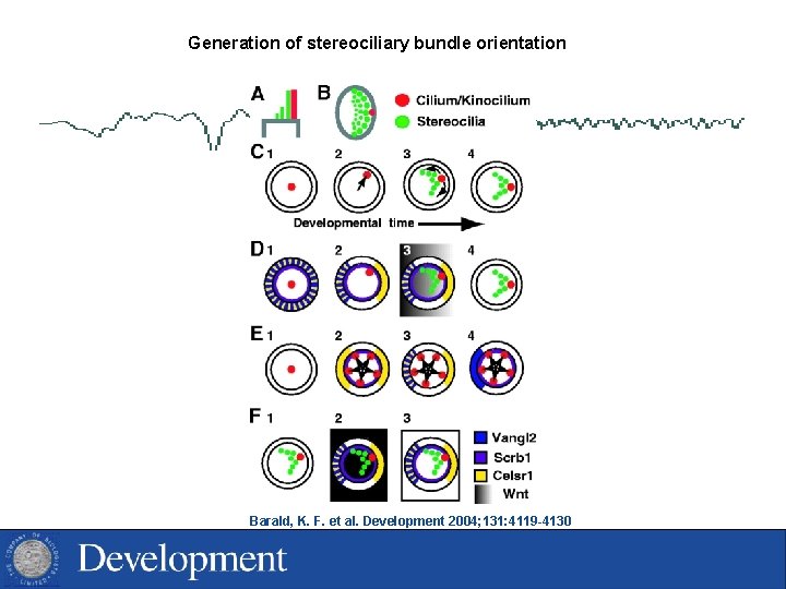 Generation of stereociliary bundle orientation Barald, K. F. et al. Development 2004; 131: 4119