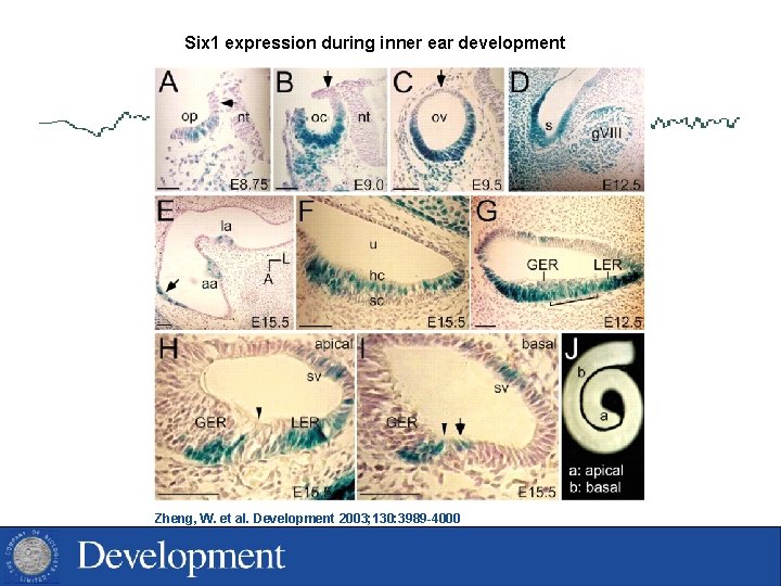 Six 1 expression during inner ear development Zheng, W. et al. Development 2003; 130: