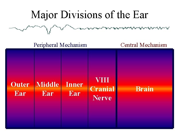 Major Divisions of the Ear Peripheral Mechanism VIII Outer Middle Inner Cranial Ear Ear