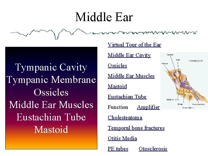 Middle Ear Virtual Tour of the Ear Middle Ear Cavity Tympanic Membrane Ossicles Middle