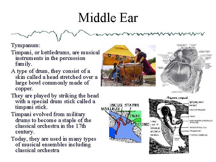 Middle Ear Tympanum: Timpani, or kettledrums, are musical instruments in the percussion family. A