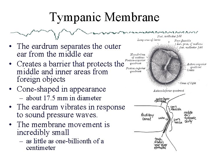 Tympanic Membrane • The eardrum separates the outer ear from the middle ear •