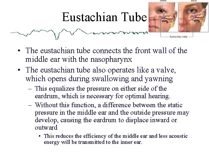 Eustachian Tube • The eustachian tube connects the front wall of the middle ear