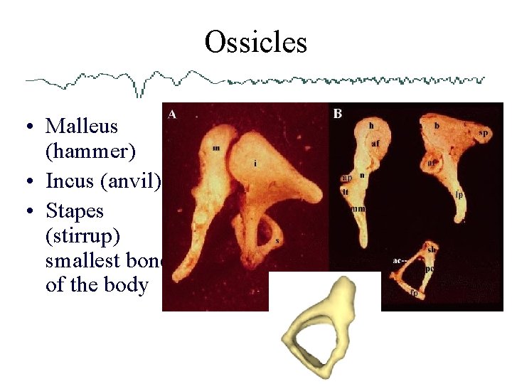 Ossicles • Malleus (hammer) • Incus (anvil) • Stapes (stirrup) smallest bone of the