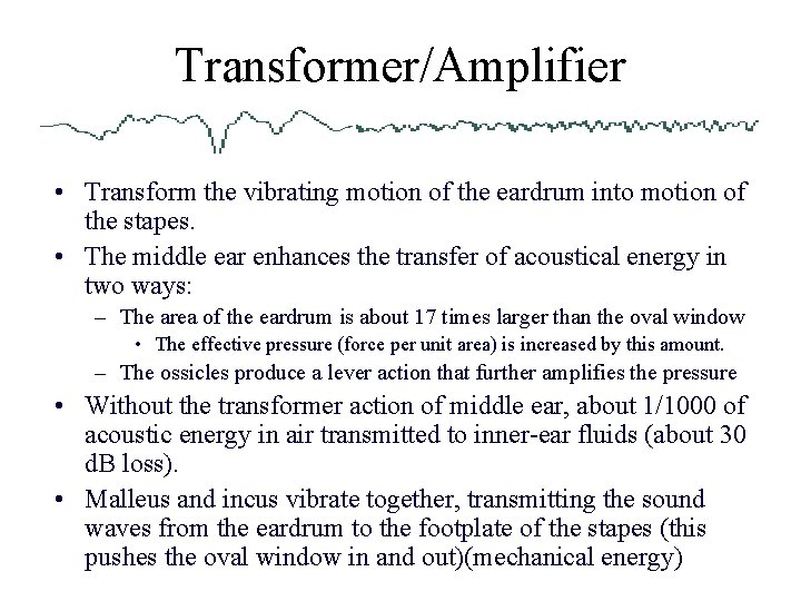 Transformer/Amplifier • Transform the vibrating motion of the eardrum into motion of the stapes.