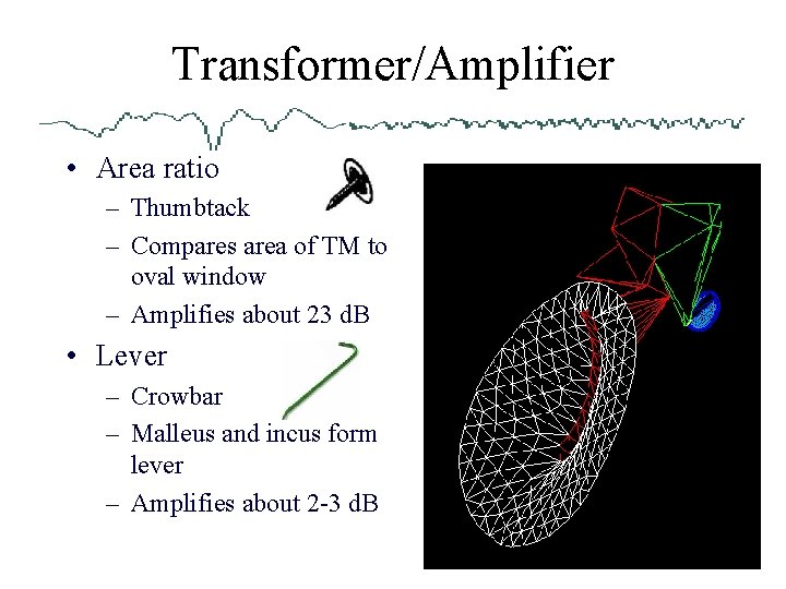 Transformer/Amplifier • Area ratio – Thumbtack – Compares area of TM to oval window