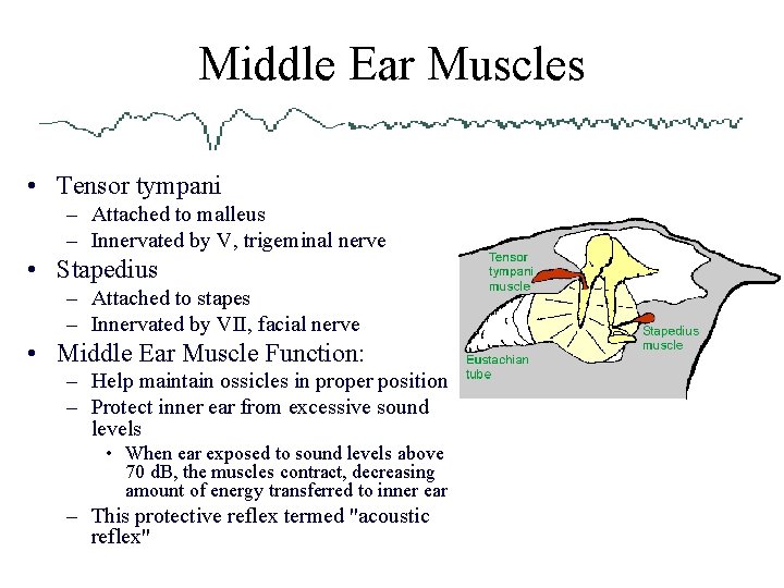 Middle Ear Muscles • Tensor tympani – Attached to malleus – Innervated by V,