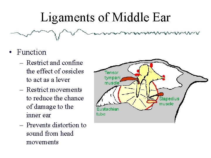 Ligaments of Middle Ear • Function – Restrict and confine the effect of ossicles