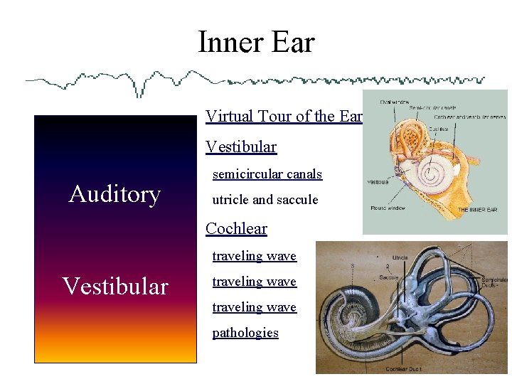 Inner Ear Virtual Tour of the Ear Vestibular Auditory semicircular canals utricle and saccule