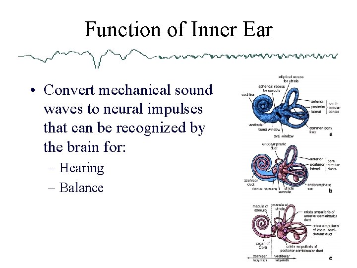 Function of Inner Ear • Convert mechanical sound waves to neural impulses that can