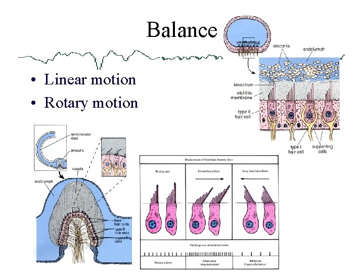 Balance • Linear motion • Rotary motion 