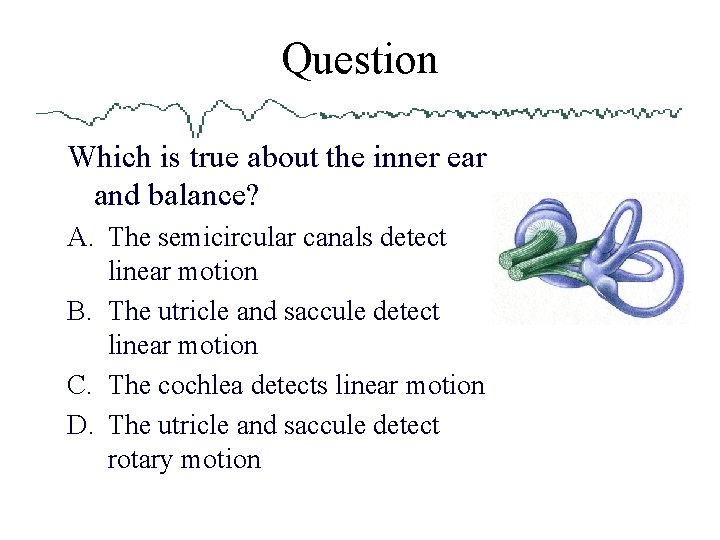 Question Which is true about the inner ear and balance? A. The semicircular canals