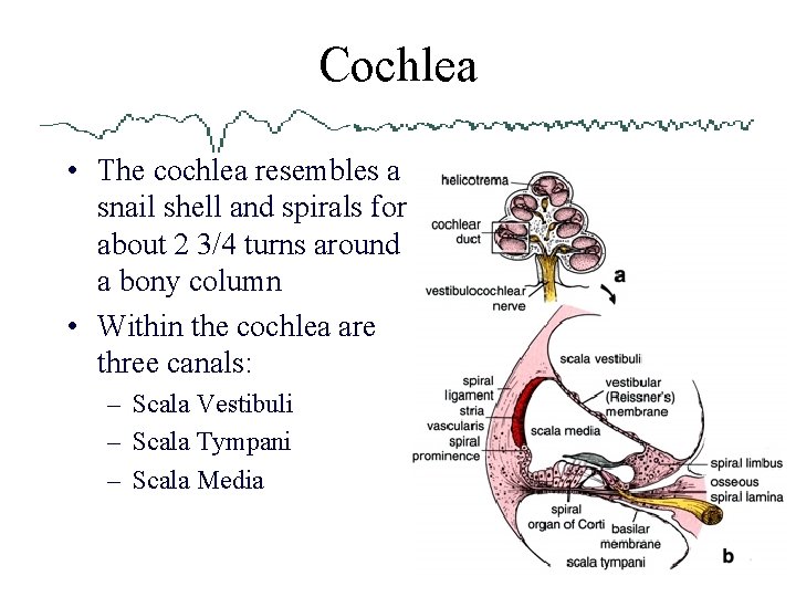 Cochlea • The cochlea resembles a snail shell and spirals for about 2 3/4