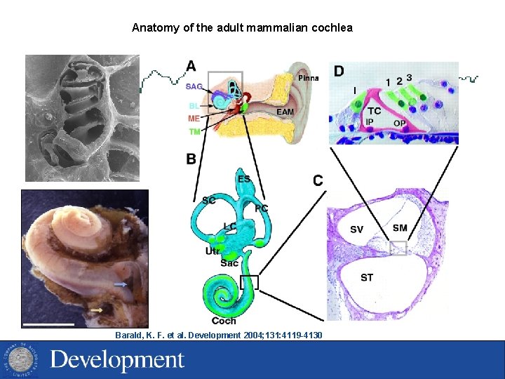 Anatomy of the adult mammalian cochlea Barald, K. F. et al. Development 2004; 131: