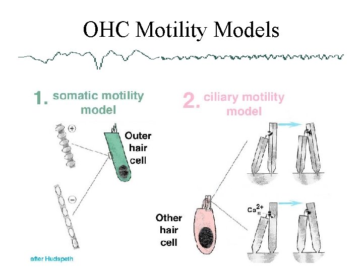 OHC Motility Models 